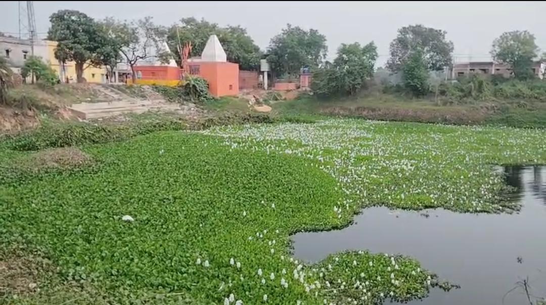 धनबाद के करमाटांड़ में तालाब बना जलकुंभी का जंगल, ग्रामीणों की मेहनत भी बेअसर