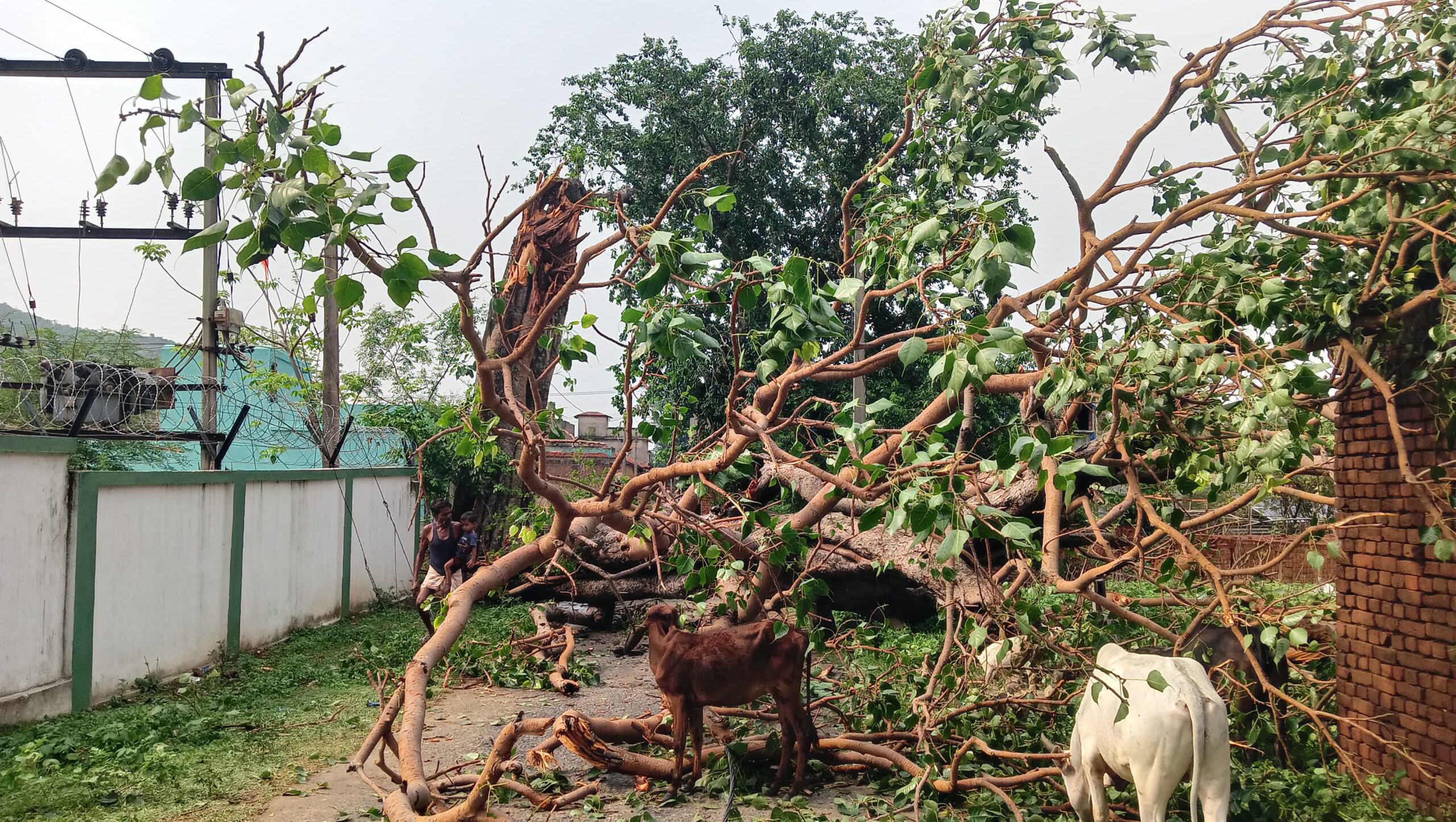 dhanbad पूर्वी टुंडी में आंधी का कहर: विशाल पीपल का पेड़ गिरने से सड़क जाम, बिजली व्यवस्था ध्वस्त