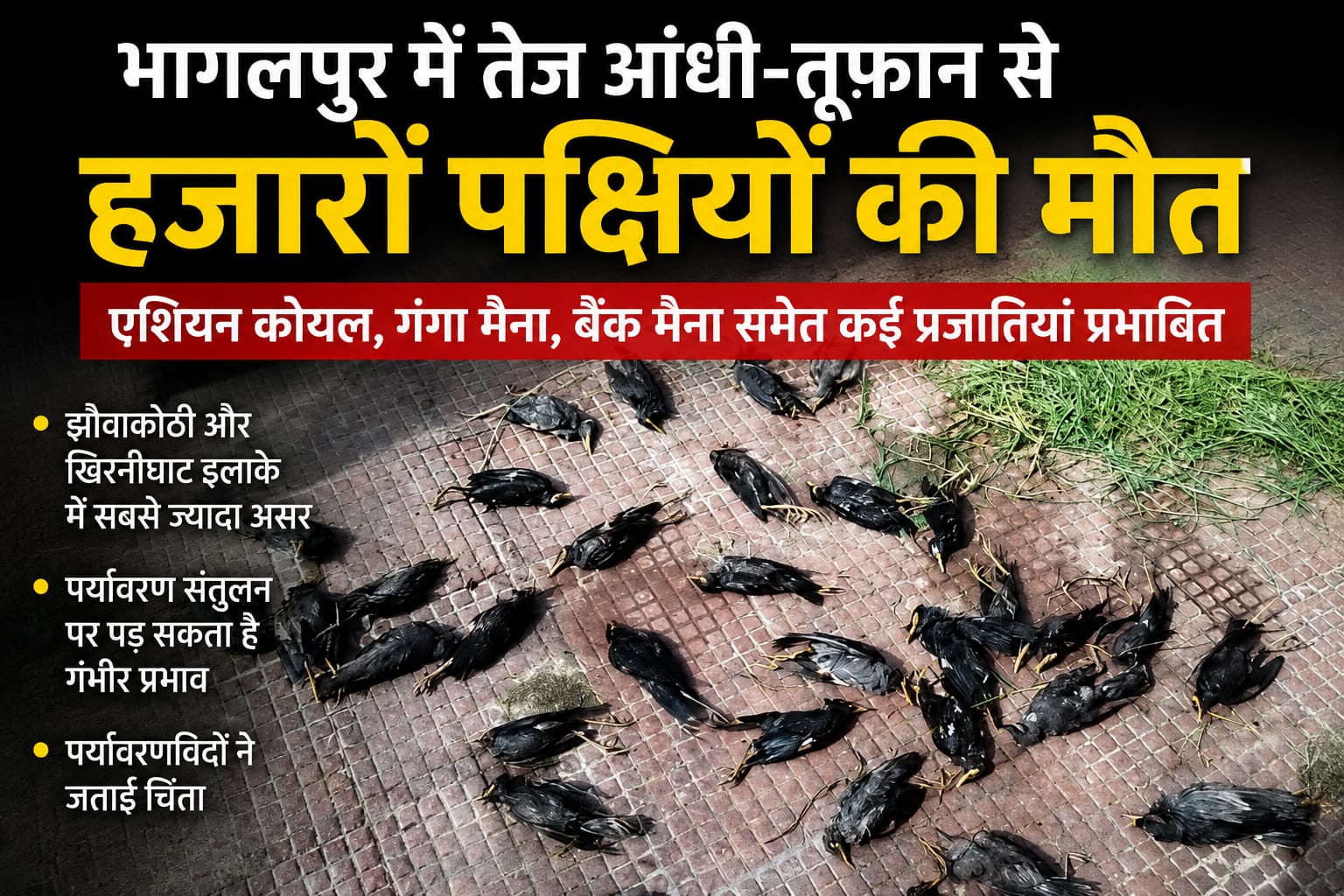 भागलपुर में तेज आंधी-तूफान से हजारों पक्षियों की मौत