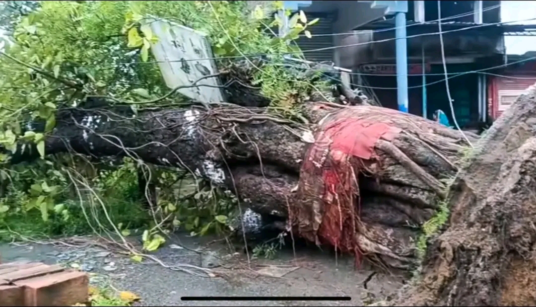 बगोदर-हरिहर धाम रोड पर गिरा विशाल पेड़, बिजली आपूर्ति प्रभावित